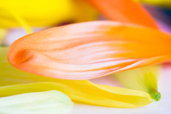 カラフルな花びらの背景 — ストック写真