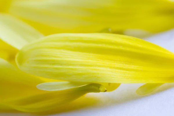 Texture pétale jaune — Photo