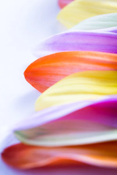 Colorful petal background — Stock Photo, Image