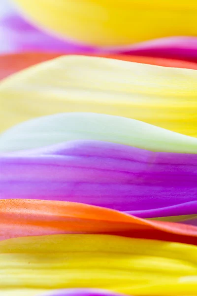 Färgglada kronblad bakgrund — Stockfoto