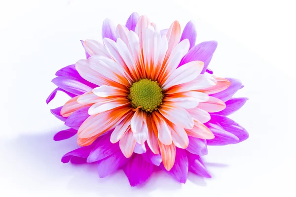 Piękny kwiat pomarańczowy i fioletowy — Zdjęcie stockowe