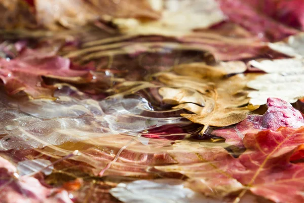 Folhas de outono em água — Fotografia de Stock