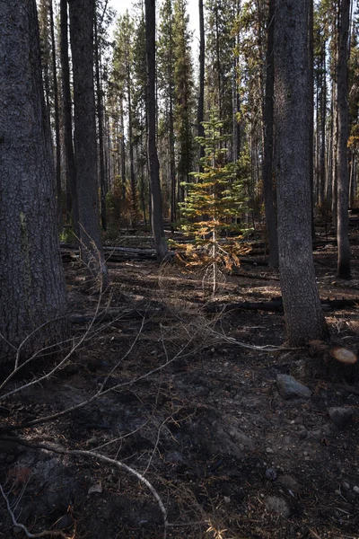 Young tree survives a forest fire — Stock Photo, Image