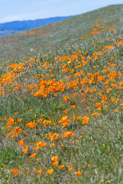 California haşhaş - Eschscholzia californica