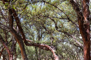 Polylepis incana ağaçlar 