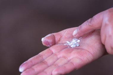 kaktüs parazit bir elde