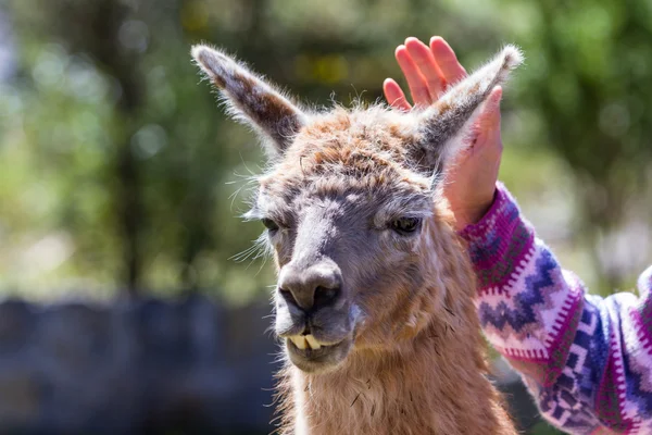 Llama in Peru — Stock Photo, Image