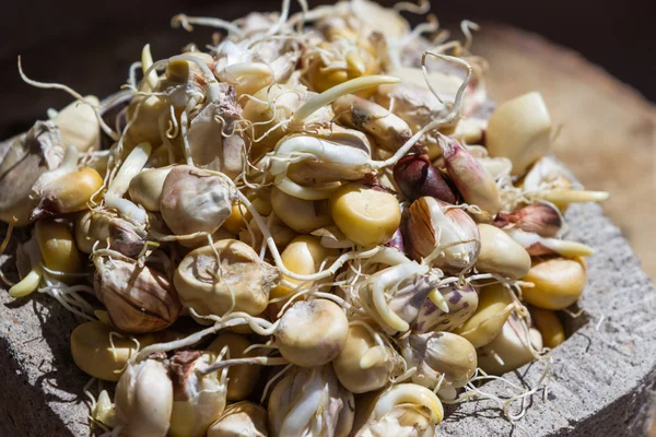 Sprouted corn to make chicha — Stock Photo, Image