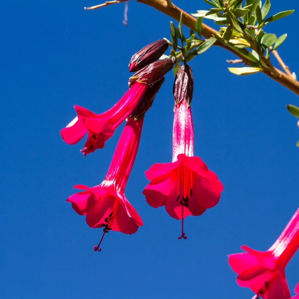 Nationale Blume von Peru — Stockfoto