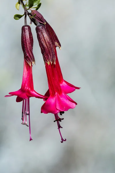 ペルーの国花 — ストック写真