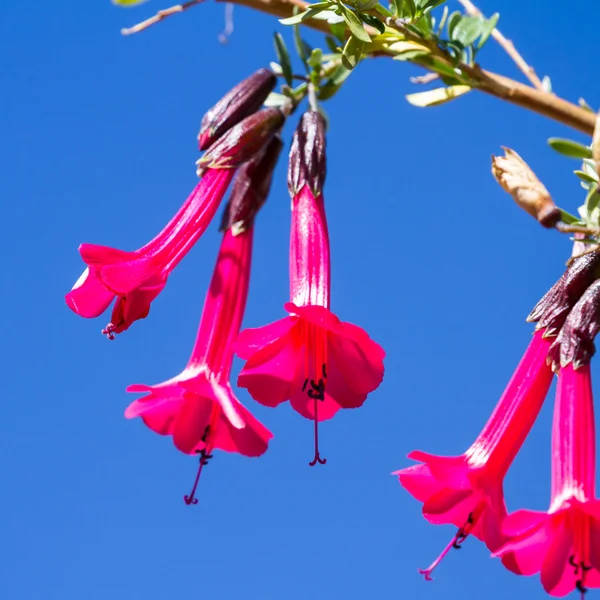 Flor Nacional del Perú — Foto de Stock