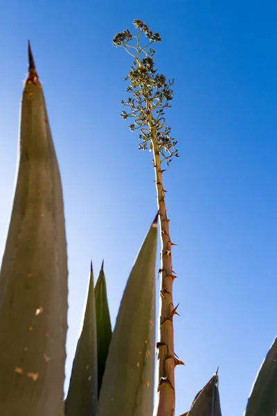 Растение века или агава — стоковое фото