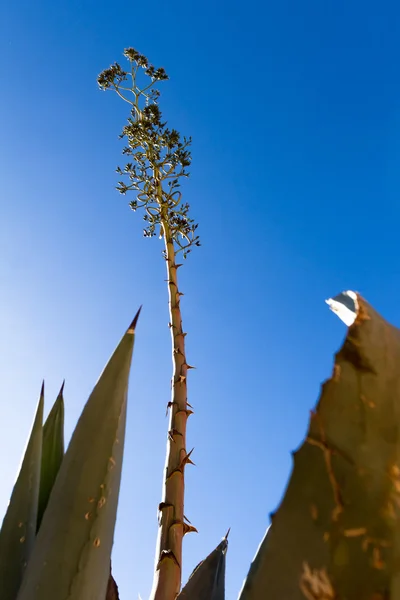 Jahrhundertpflanze oder Agave — Stockfoto