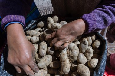 Satılık Peru patates