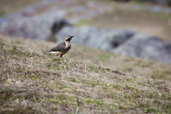 Andean Flicker in Peru — Stock Photo, Image