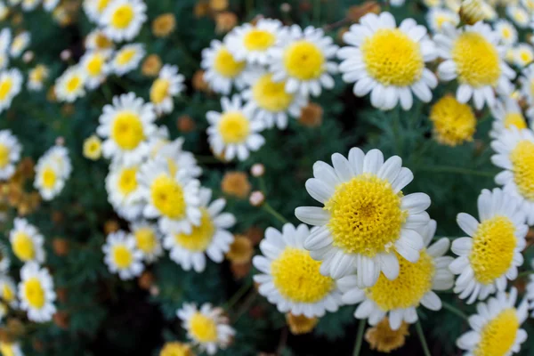 Flores em um jardim de perto com um grande ângulo — Fotografia de Stock