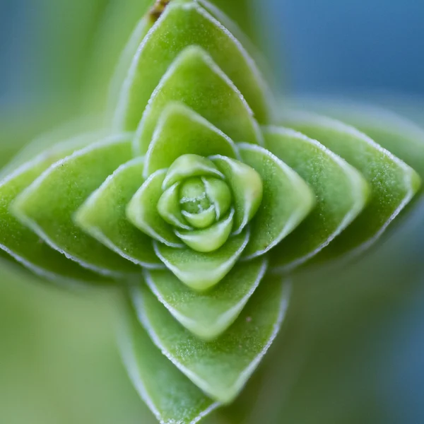 Macro di una succulenta — Foto Stock