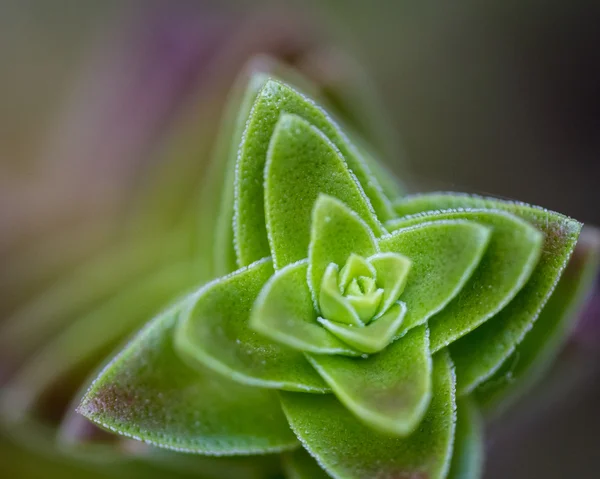 한 succulent의 매크로 — 스톡 사진