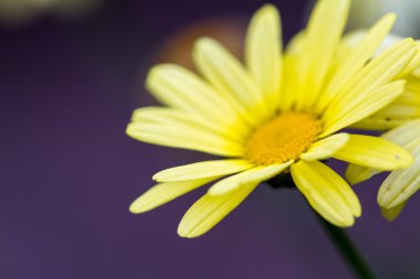 Sarı çiçek çiçeklenme