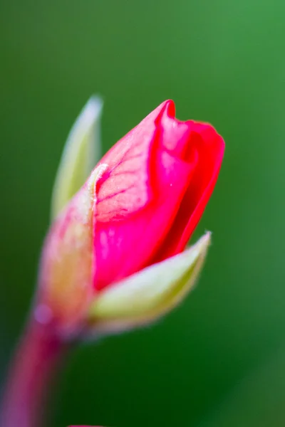 Макрос трояндового бутона — стокове фото