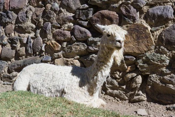 페루의 야생 동물 — 스톡 사진