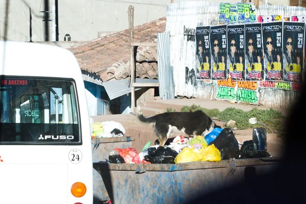Cusco çöplük dalış köpek — Stok fotoğraf