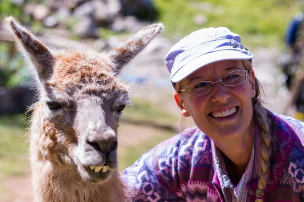 Llama in Peru — Stock Photo, Image
