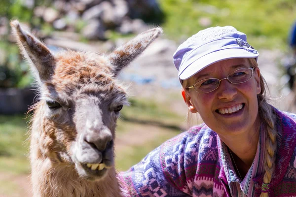 Llama in Peru — Stock Photo, Image