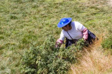 Peru çalışkan kadın 