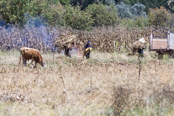 Perulu insanlar hasat Mısır — Stok fotoğraf