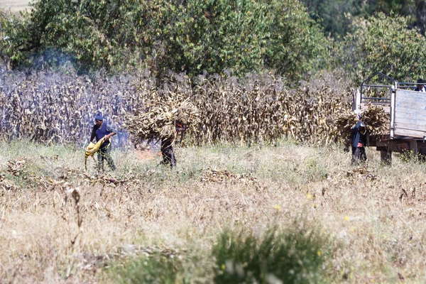 秘鲁人民收获玉米 — 图库照片