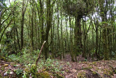 tropik yağmur ormanı 