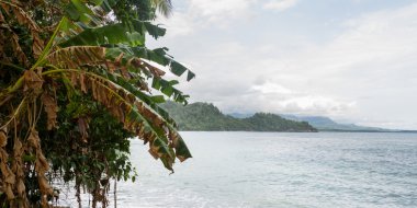 Kosta Rika yeşil beach