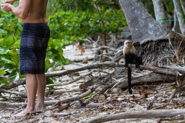 Beyaz yüzlü veya capuchin maymun