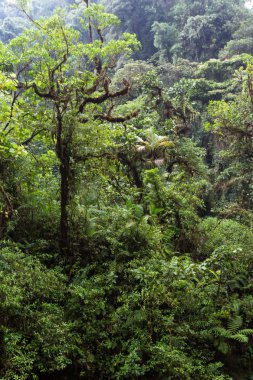 Kosta Rika yağmur ormanı 