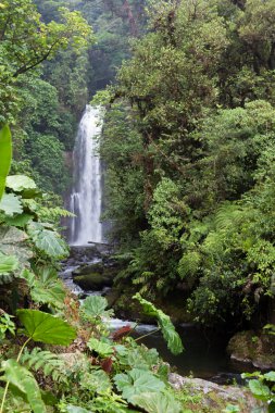 Kosta Rika 'da Şelale 
