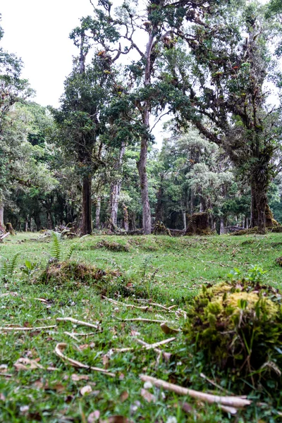 Tropischer Regenwald — Stockfoto