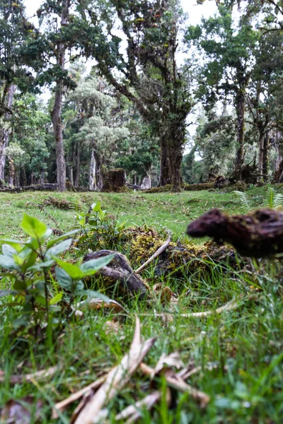 Tropical rain forest — Stock Photo, Image