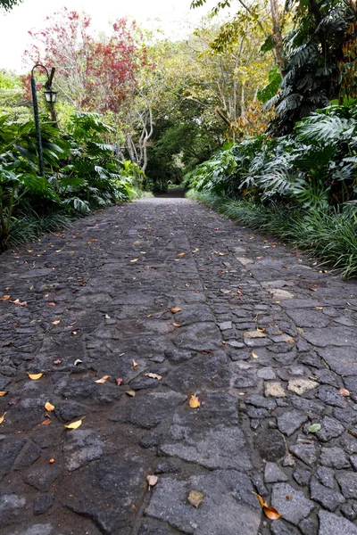 Caminho a pé na floresta tropical — Fotografia de Stock