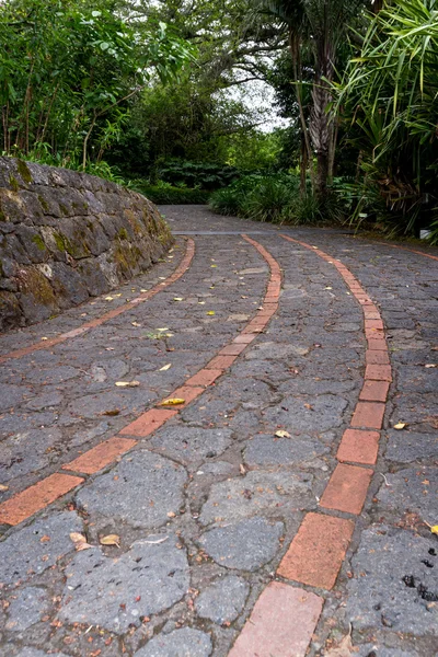 Caminho a pé na floresta tropical — Fotografia de Stock