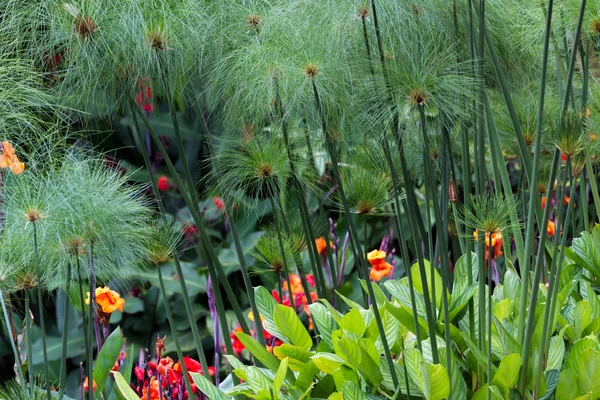 Tropischer garten in costa rica — Stockfoto