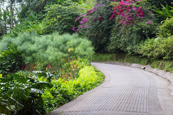 在哥斯达黎加的热带花园 — 图库照片