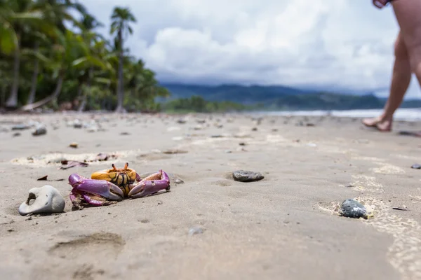 Cangrejo tropical en la playa — Foto de Stock