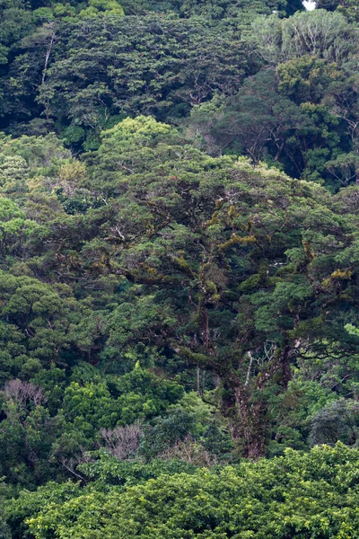 Nebelwaldvegetation — Stockfoto