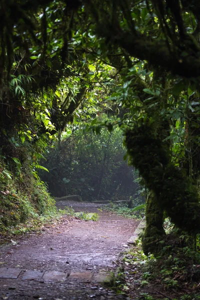 Sentiero nella foresta pluviale — Foto Stock