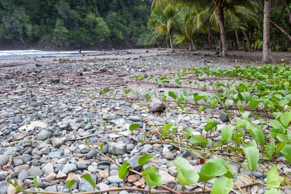 Costa Rican południowego Pacyfiku beach — Zdjęcie stockowe