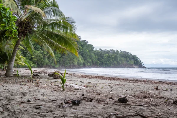 Коста-ріканського Південно-Тихоокеанського Біч — стокове фото