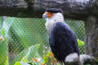 Bir kafeste tepeli caracara