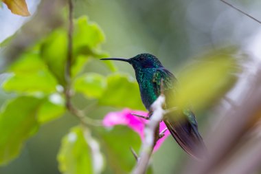Yeşil Menekşe-kulak - Colibri thalassinus