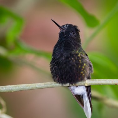 Kara karınlı sinek kuşu - Eupherusa nigriventris 